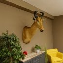 Hartebeest Lichtenstein Kuh Antilope Kopf Präparat...