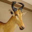 Hartebeest Lichtenstein Kuh Antilope Kopf Präparat Kuhantilope Haupt Afrika