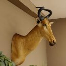 Hartebeest Lichtenstein Kuh Antilope Kopf Präparat Kuhantilope Haupt Afrika