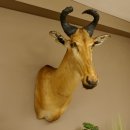 Hartebeest Lichtenstein Kuh Antilope Kopf Präparat Kuhantilope Haupt Afrika