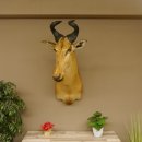 Hartebeest Lichtenstein Kuh Antilope Kopf Präparat Kuhantilope Haupt Afrika