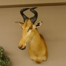 Hartebeest Lichtenstein Kuh Antilope Kopf Präparat Kuhantilope Haupt Afrika