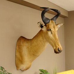Hartebeest Lichtenstein Kuh Antilope Kopf Präparat Kuhantilope Haupt Afrika