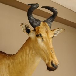 Hartebeest Lichtenstein Kuh Antilope Kopf Präparat Kuhantilope Haupt Afrika