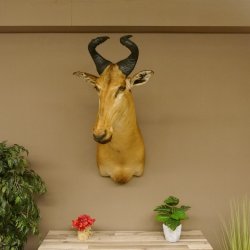 Hartebeest Lichtenstein Kuh Antilope Kopf Präparat Kuhantilope Haupt Afrika