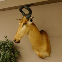 Hartebeest Lichtenstein Kuh Antilope Kopf Präparat Kuhantilope Haupt Afrika