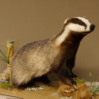 Dachs auf Deko Podest Tierpräparat Raubtier Präparat 89.10.114