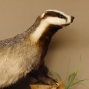 Dachs auf Deko Podest Tierpräparat Raubtier Präparat 89.10.114