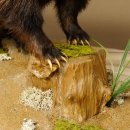 Dachs auf Deko Podest Tierpräparat Raubtier Präparat 89.10.114