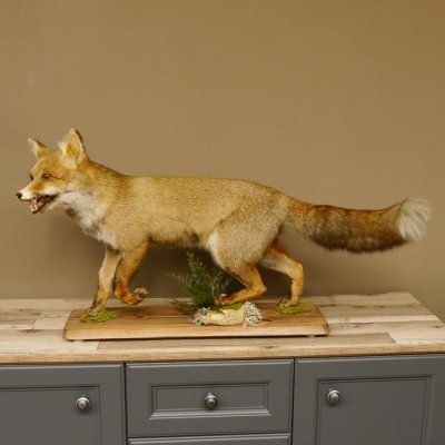 Fuchs Rotfuchs laufend mit offenem Fang Präparat Tierpräparat Tiertrophäe 89.8.177