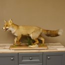 Fuchs Rotfuchs laufend mit offenem Fang Präparat...