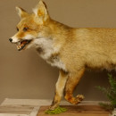 Fuchs Rotfuchs laufend mit offenem Fang Präparat Tierpräparat Tiertrophäe 89.8.177