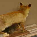 Fuchs Rotfuchs laufend mit offenem Fang Präparat Tierpräparat Tiertrophäe 89.8.177