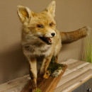 Fuchs Rotfuchs laufend mit offenem Fang Präparat Tierpräparat Tiertrophäe 89.8.177