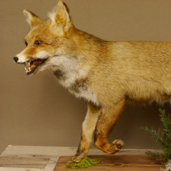 Fuchs Rotfuchs laufend mit offenem Fang Präparat Tierpräparat Tiertrophäe 89.8.177