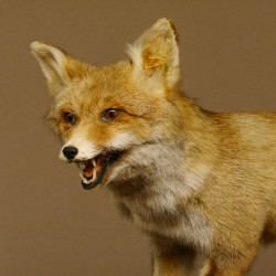 Fuchs Rotfuchs laufend mit offenem Fang Präparat Tierpräparat Tiertrophäe 89.8.177