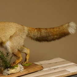 Fuchs Rotfuchs laufend mit offenem Fang Präparat Tierpräparat Tiertrophäe 89.8.177