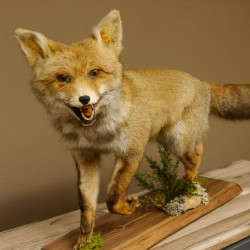Fuchs Rotfuchs laufend mit offenem Fang Präparat Tierpräparat Tiertrophäe 89.8.177
