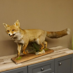 Fuchs Rotfuchs laufend mit offenem Fang Präparat Tierpräparat Tiertrophäe 89.8.177