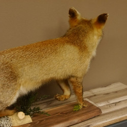 Fuchs Rotfuchs laufend mit offenem Fang Präparat Tierpräparat Tiertrophäe 89.8.177