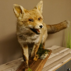 Fuchs Rotfuchs laufend mit offenem Fang Präparat Tierpräparat Tiertrophäe 89.8.177