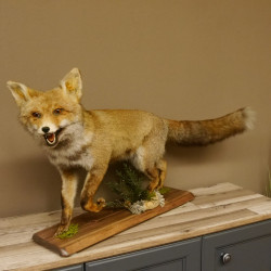 Fuchs Rotfuchs laufend mit offenem Fang Präparat Tierpräparat Tiertrophäe 89.8.177