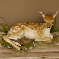 Damhirsch Hirsch Kitz Kalb Präparat liegend Breite 60 cm präpariert Tierpräparat