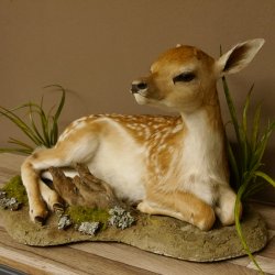 Damhirsch Hirsch Kitz Kalb Präparat liegend Breite 60 cm präpariert Tierpräparat