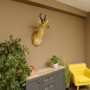 Riedbock Bergriedbock HL 26,5 cm Antilope Kopf Präparat Reedbock Trophäe