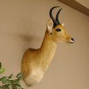 Riedbock Bergriedbock HL 26,5 cm Antilope Kopf Präparat Reedbock Trophäe