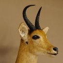 Riedbock Bergriedbock HL 26,5 cm Antilope Kopf Präparat Reedbock Trophäe