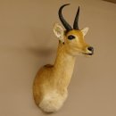 Riedbock Bergriedbock HL 26,5 cm Antilope Kopf Präparat Reedbock Trophäe