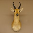 Riedbock Bergriedbock HL 26,5 cm Antilope Kopf Präparat Reedbock Trophäe