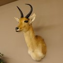 Riedbock Bergriedbock HL 26,5 cm Antilope Kopf Präparat Reedbock Trophäe