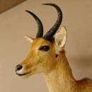 Riedbock Bergriedbock HL 26,5 cm Antilope Kopf Präparat Reedbock Trophäe