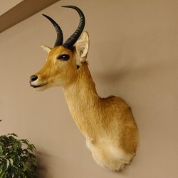 Riedbock Bergriedbock HL 26,5 cm Antilope Kopf Präparat Reedbock Trophäe