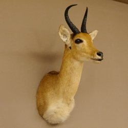 Riedbock Bergriedbock HL 26,5 cm Antilope Kopf Präparat Reedbock Trophäe