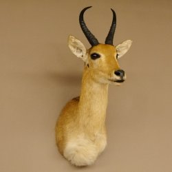 Riedbock Bergriedbock HL 26,5 cm Antilope Kopf Präparat Reedbock Trophäe