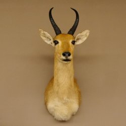Riedbock Bergriedbock HL 26,5 cm Antilope Kopf Präparat Reedbock Trophäe