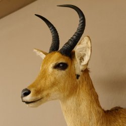 Riedbock Bergriedbock HL 26,5 cm Antilope Kopf Präparat Reedbock Trophäe