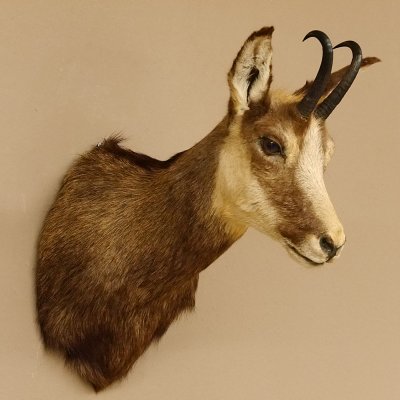 Gams Gamshaupt Gemse Schlauchlänge 15,2 cm Kopf Präparat Haupt 85.13.64