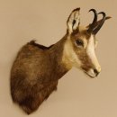 Gams Gamshaupt Gemse Schlauchlänge 15,2 cm Kopf...
