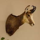Gams Gamshaupt Gemse Schlauchlänge 15,2 cm Kopf Präparat Haupt 85.13.64