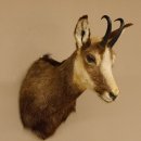 Gams Gamshaupt Gemse Schlauchlänge 15,2 cm Kopf Präparat Haupt 85.13.64