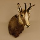 Gams Gamshaupt Gemse Schlauchlänge 15,2 cm Kopf Präparat Haupt 85.13.64