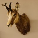 Gams Gamshaupt Gemse Schlauchlänge 15,2 cm Kopf Präparat Haupt 85.13.64