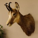 Gams Gamshaupt Gemse Schlauchlänge 15,2 cm Kopf Präparat Haupt 85.13.64