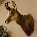 Gams Gamshaupt Gemse Schlauchlänge 15,2 cm Kopf Präparat Haupt 85.13.64