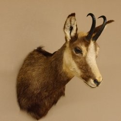 Gams Gamshaupt Gemse Schlauchlänge 15,2 cm Kopf Präparat Haupt 85.13.64
