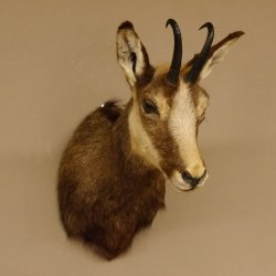 Gams Gamshaupt Gemse Schlauchlänge 15,2 cm Kopf Präparat Haupt 85.13.64
